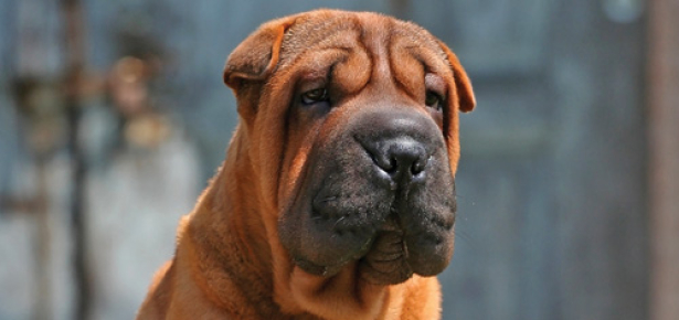 chinese shar pei breeders