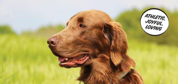 flat haired retriever