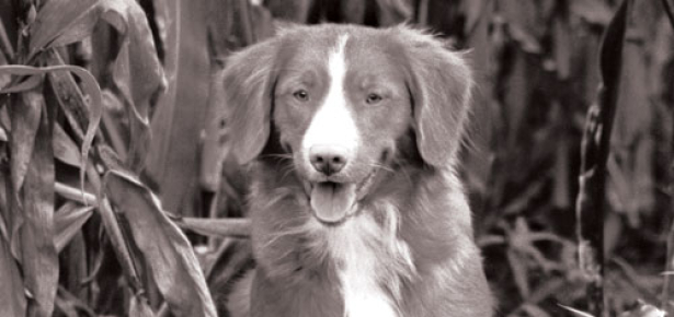 nova scotia duck tolling retriever dance