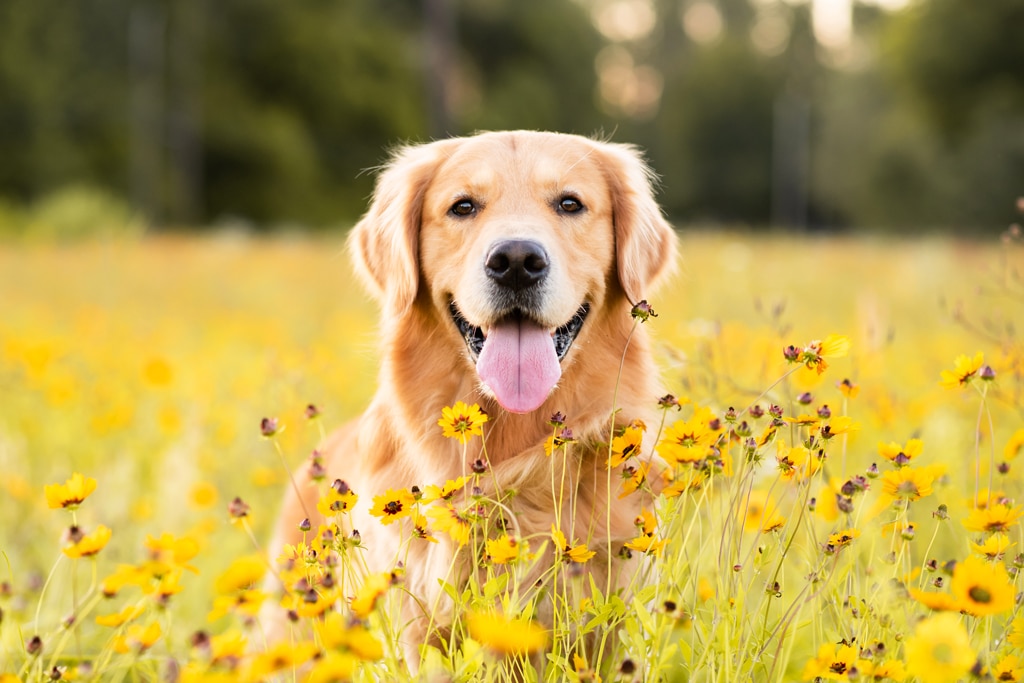 golden retriever smiling in a field of flowers