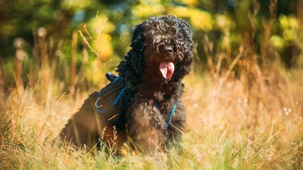 Bouvier des Flandres dog sitting in a field in sunshine