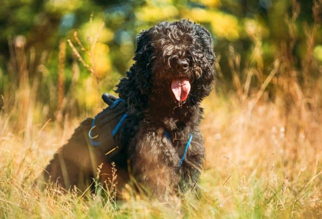 Bouvier des Flandres dog sitting in a field in sunshine