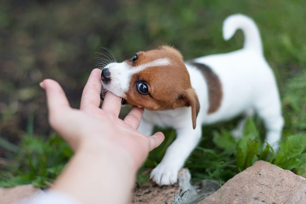 Cheerful puppy Jack Russell terrier playfully biting the fingers of its owner