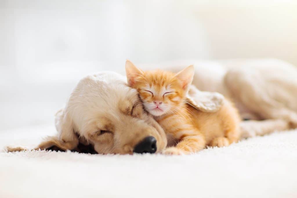 Cat and dog sleeping together. Kitten and puppy taking nap. Home pets. Domestic animals.