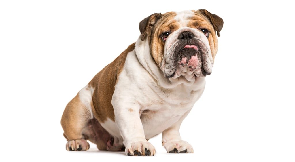 English Bulldog