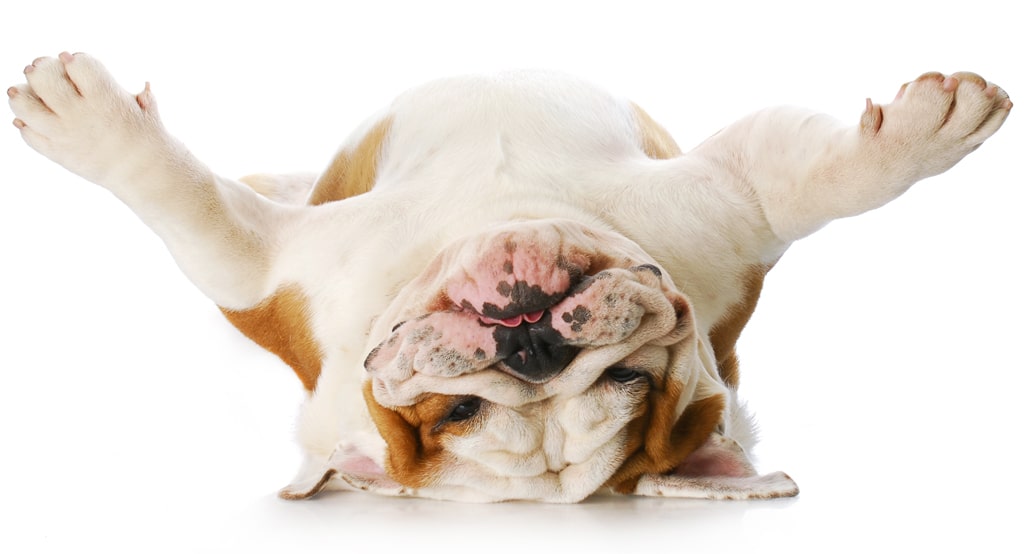 funny English bulldog lying on his back