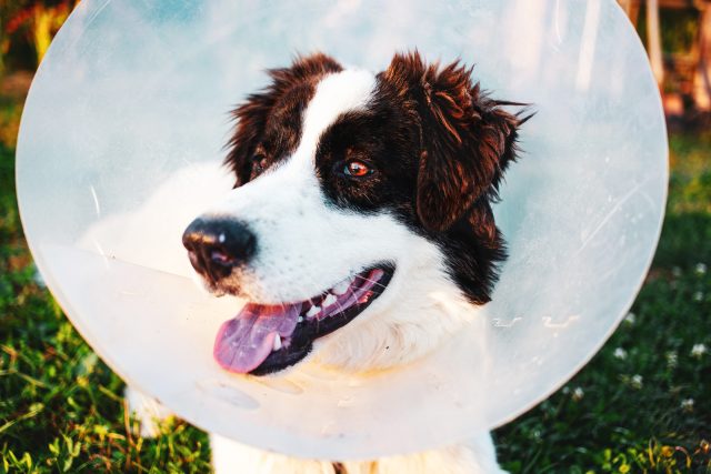 Border collie dog wearing a cone