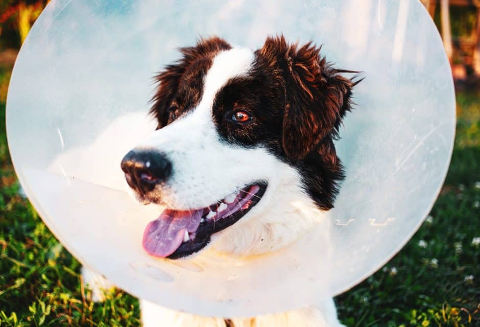 Border collie dog wearing a cone