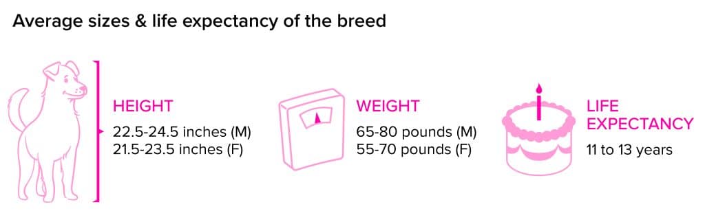 Labrador Retriever breed statistics