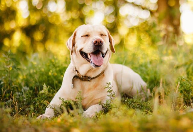 Active, smile and happy purebred labrador retriever dog outdoors in grass park on sunny day