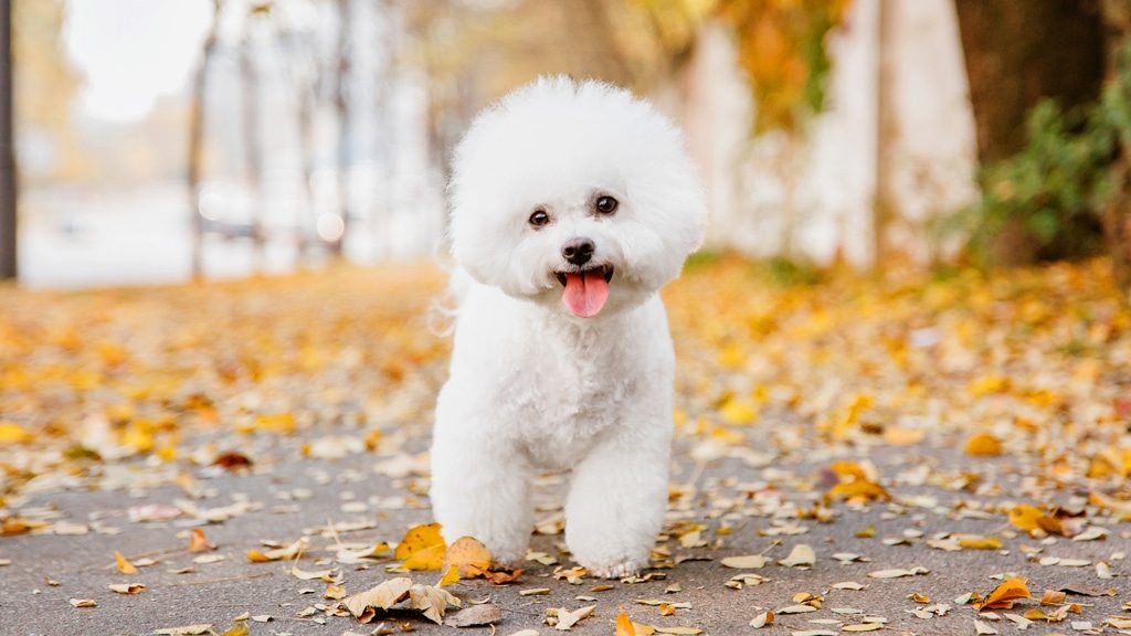 Bichon frise on an autumn street smiling