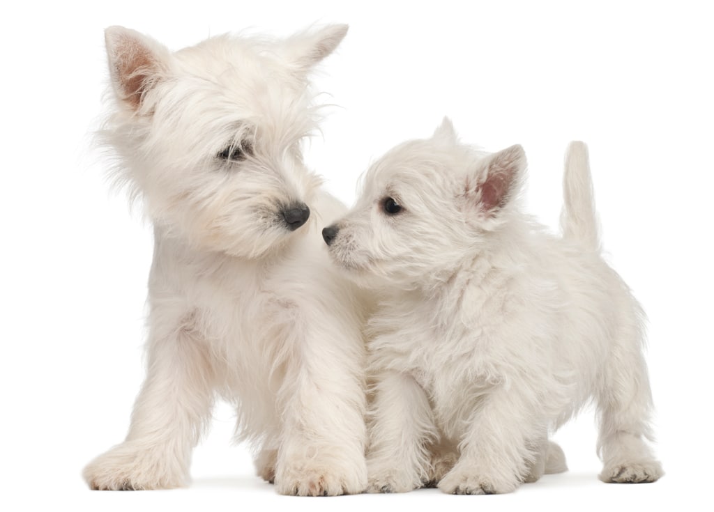 Two West Highland Terrier puppies