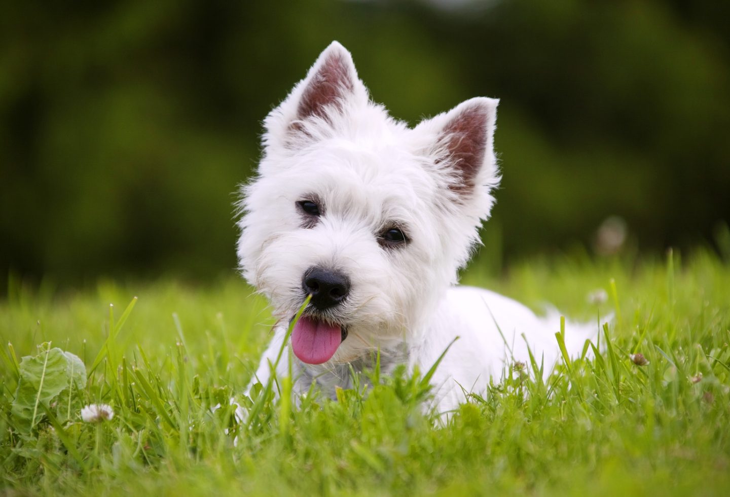 west highland white terrier