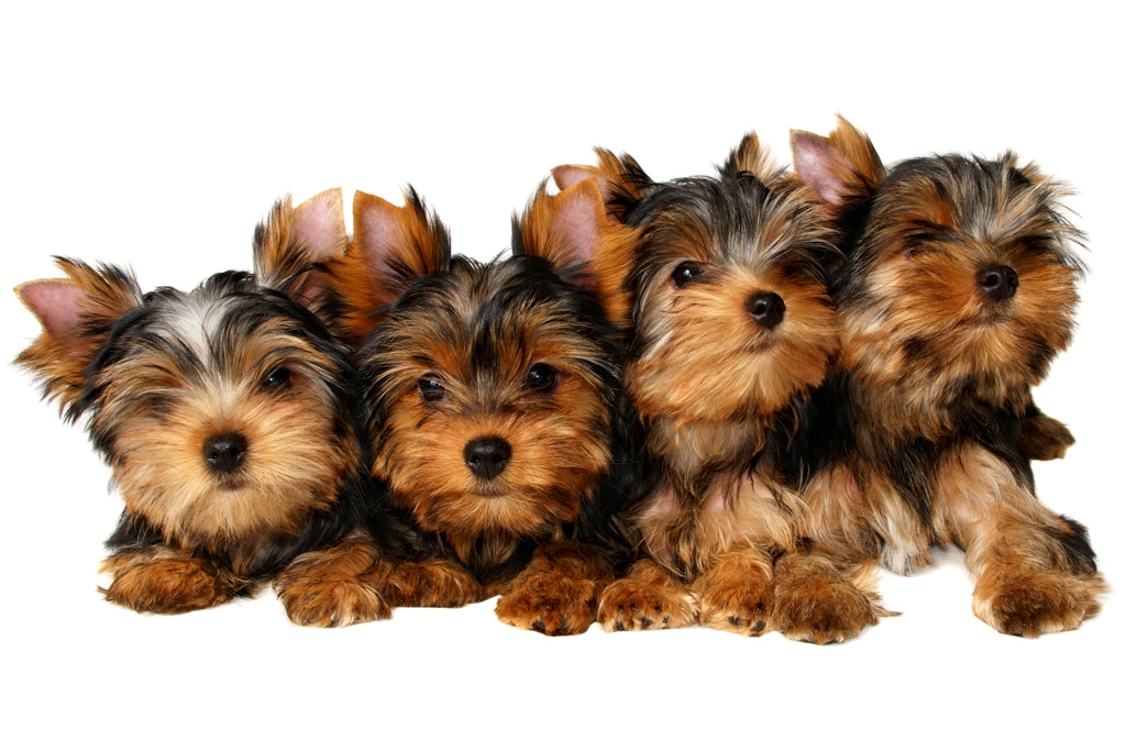four yorkshire terrier puppies