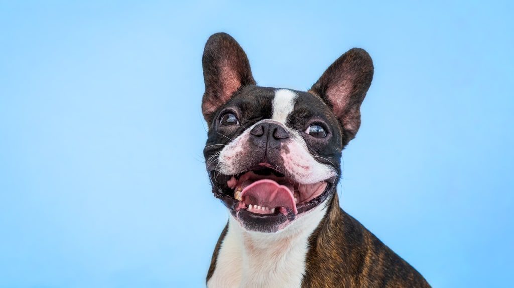 Boston terrier smiling