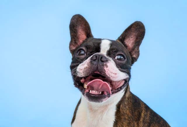 Boston terrier smiling