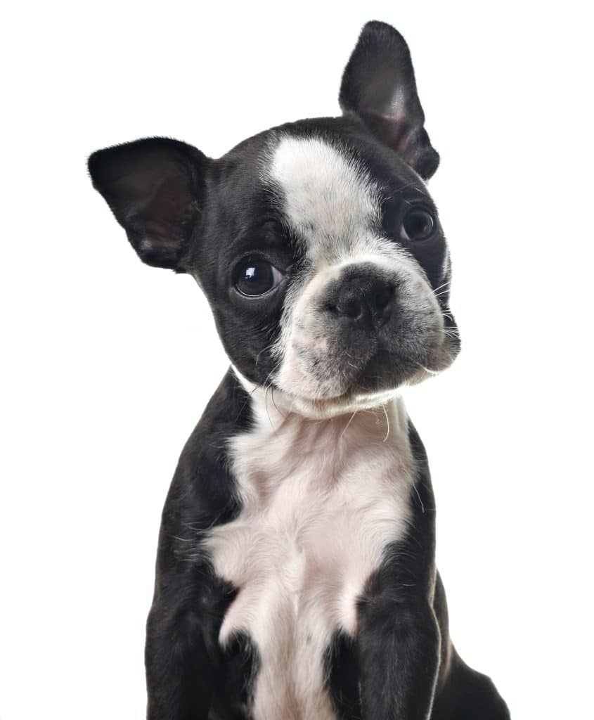 Boston terrier puppy, isolated on white