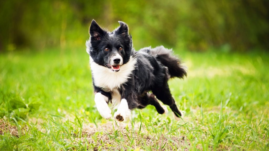 Border collie running leaping in a field