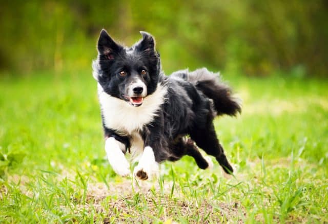 Border collie running leaping in a field