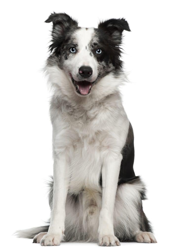 Border Collie 10 months old sitting in front of white background