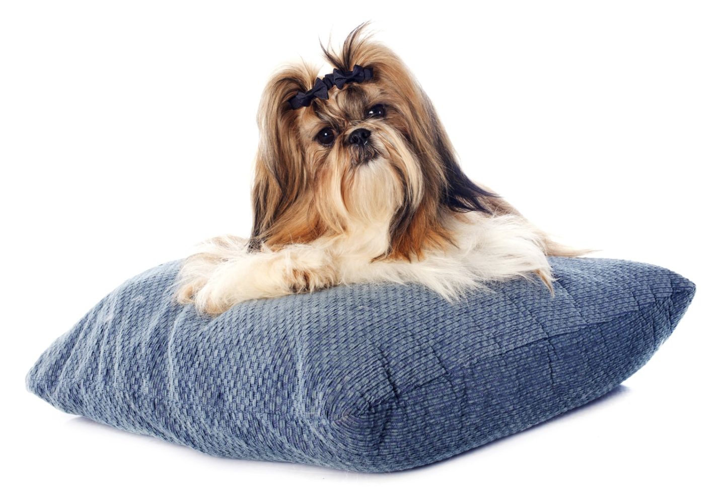 Shih tzu on a pillow