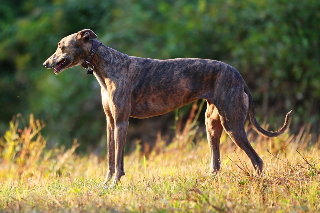 Greyhound dog