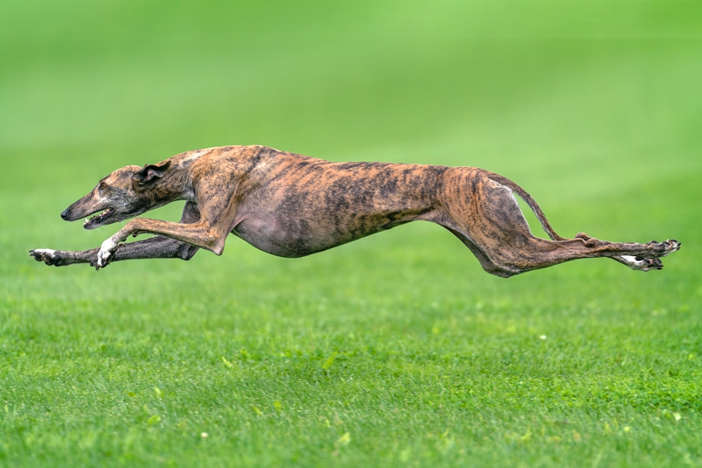 Greyhound dog running 