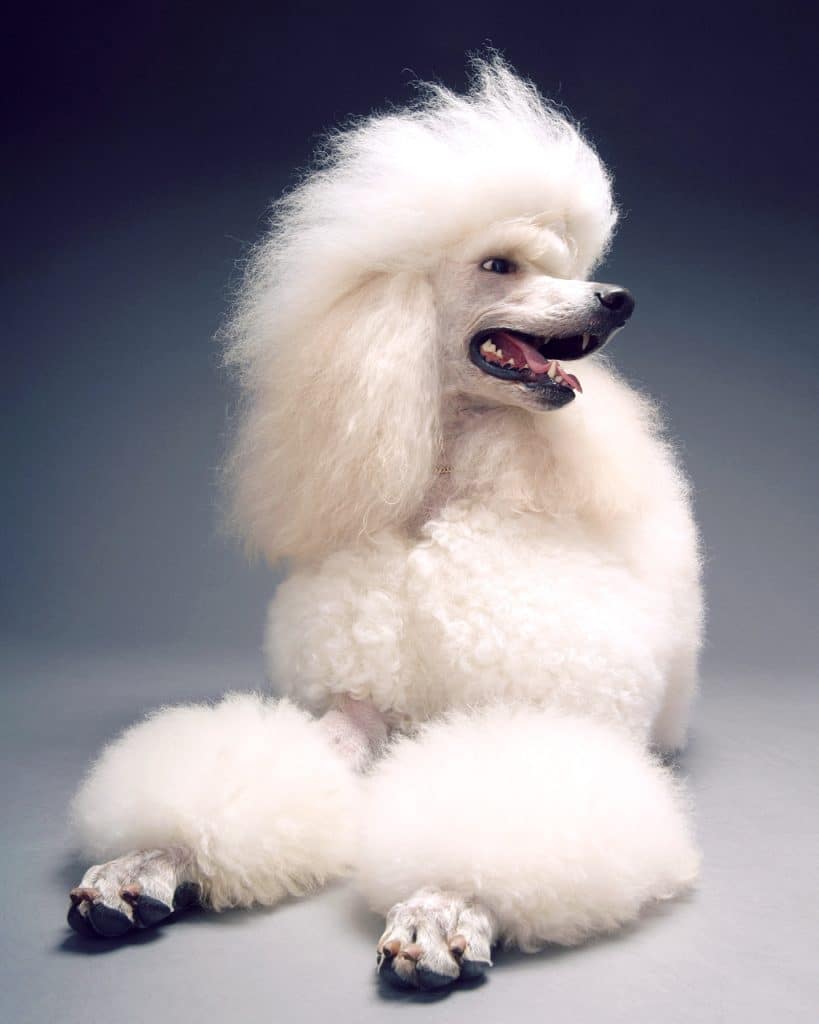 white Standard poodle