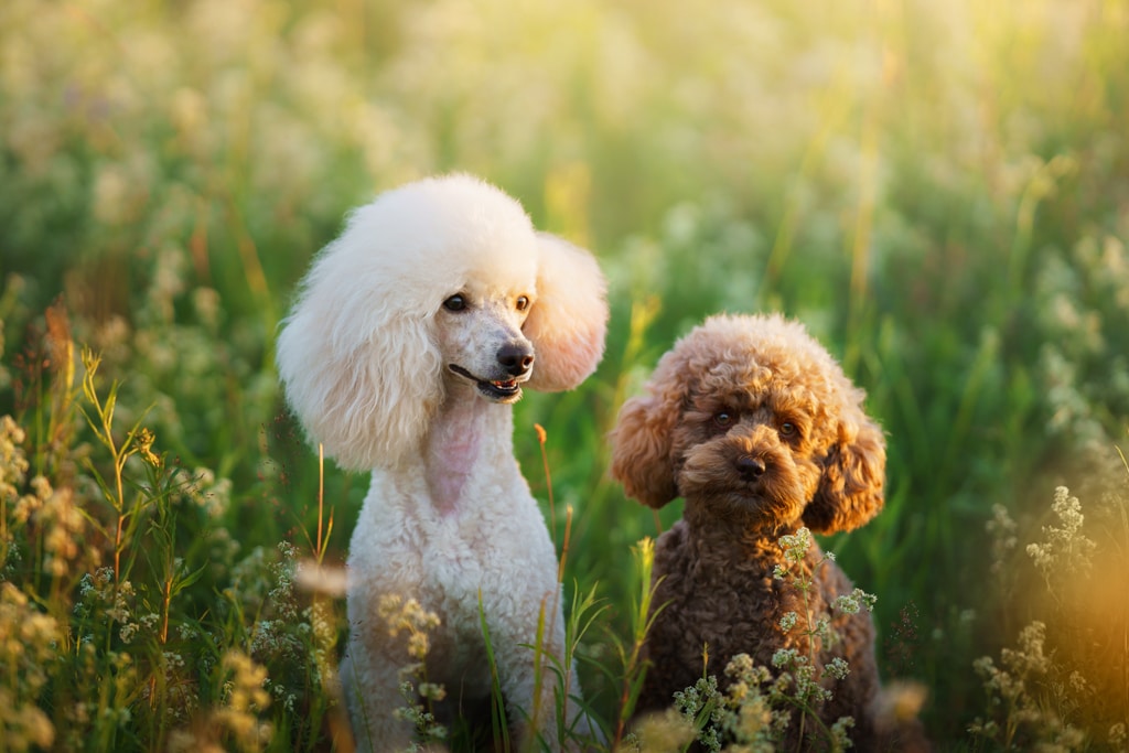 two poodle sitting in a field