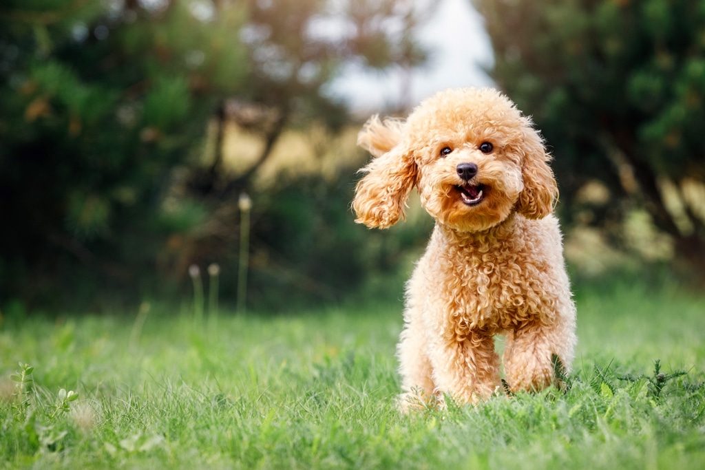 Miniature caramel coloured poodle outdoors