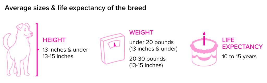 Beagle Breed Statistics