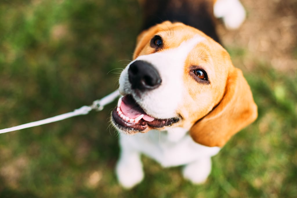 Tricolor beagle smiling