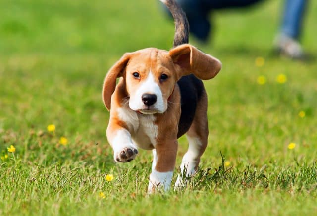 Beagle puppy running on the grass with floppy ears