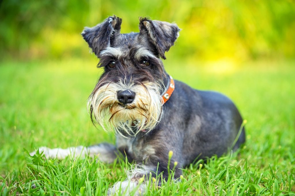 miniature schnauzer lying on the grass