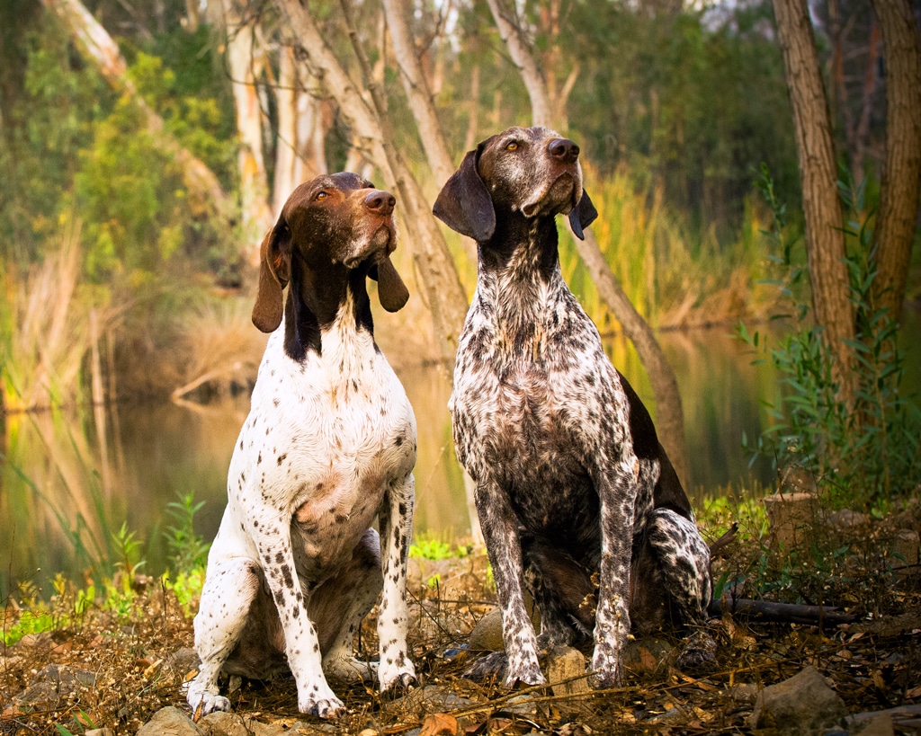 two German shorthaired pointers outdoors