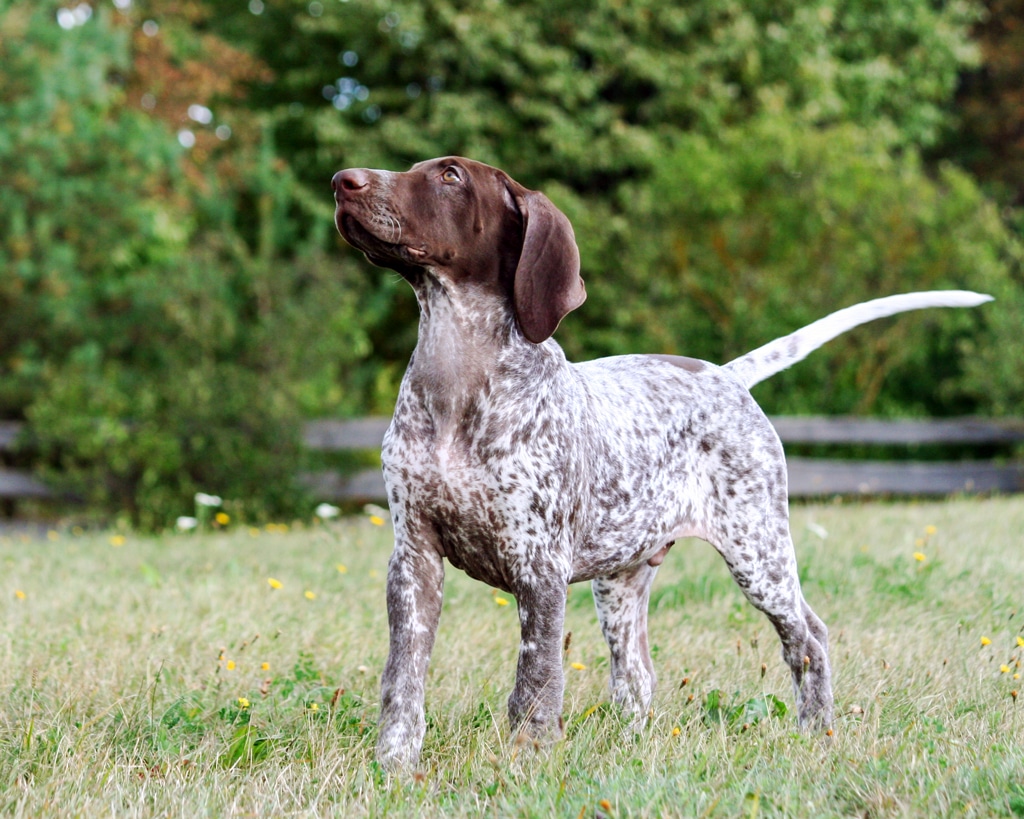 German shorthaired pointer puppy outdoors