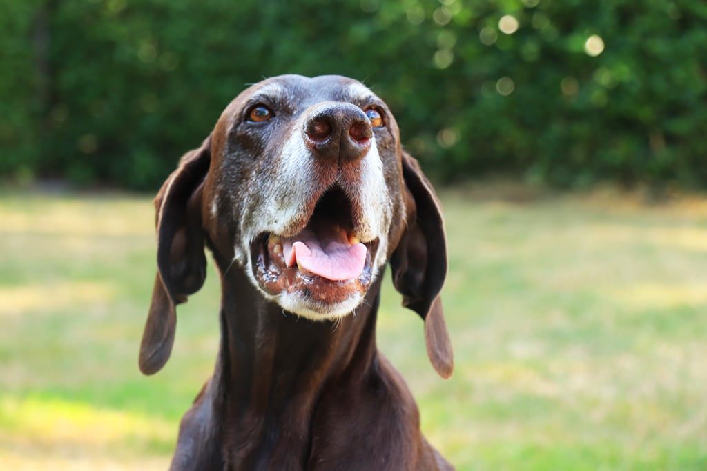 german shorthaired pointer outdoors