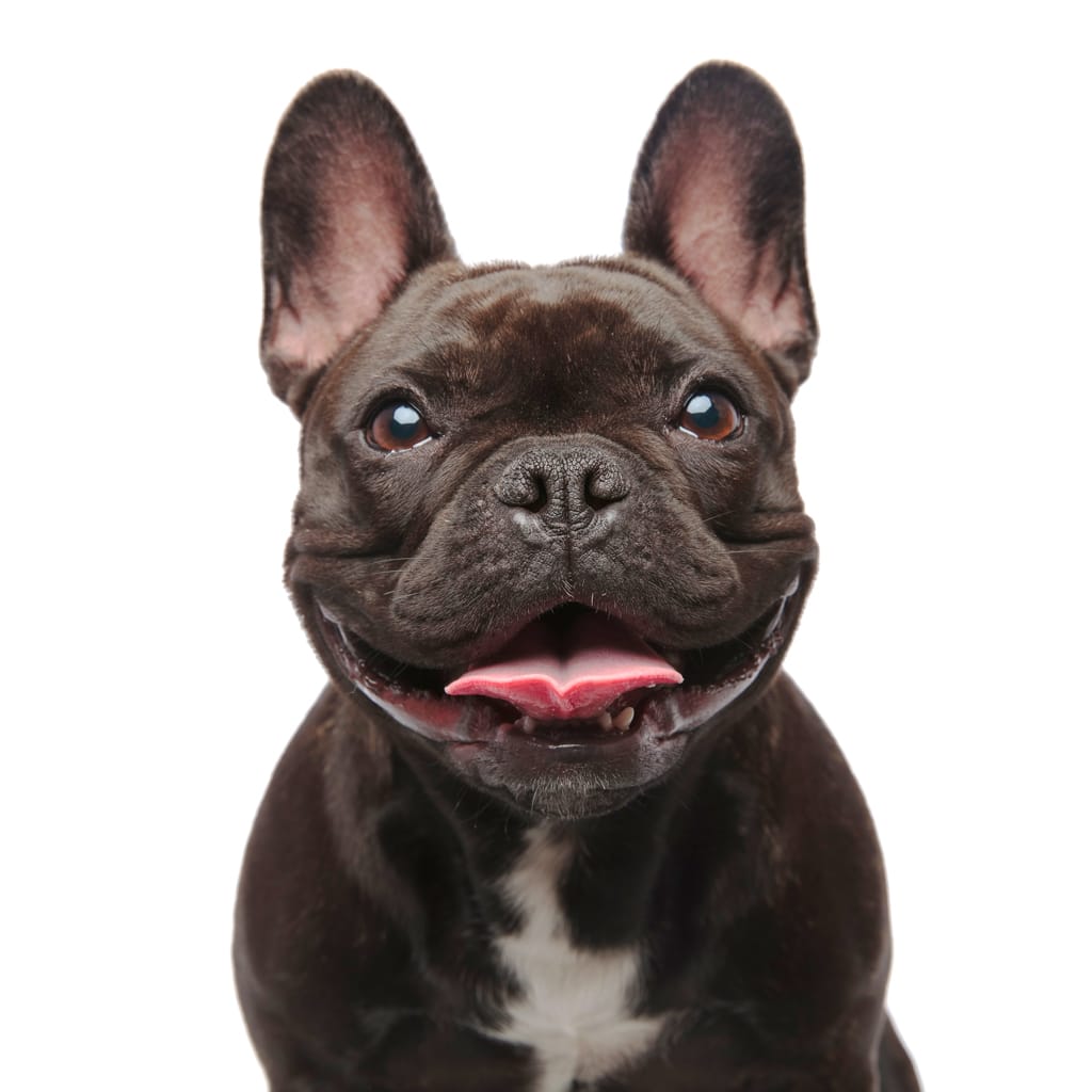 black french bulldog close-up