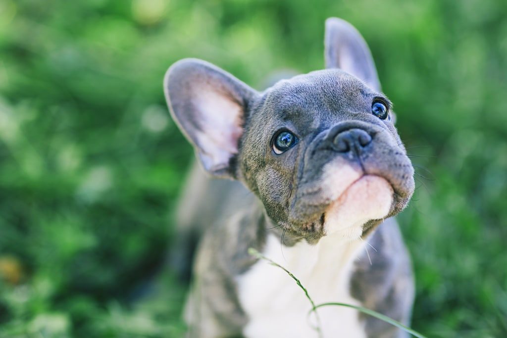 french bulldog puppy