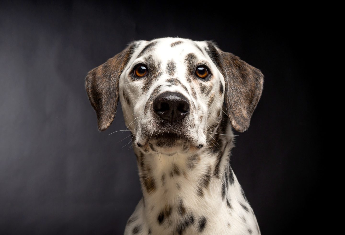 intelligent dalmatian