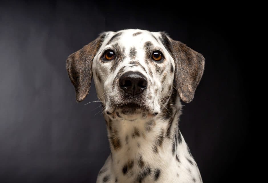 intelligent dalmatian