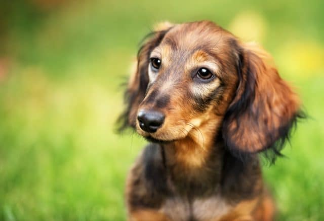 A beautiful dachshund puppy dog with sad eyes dog portrait