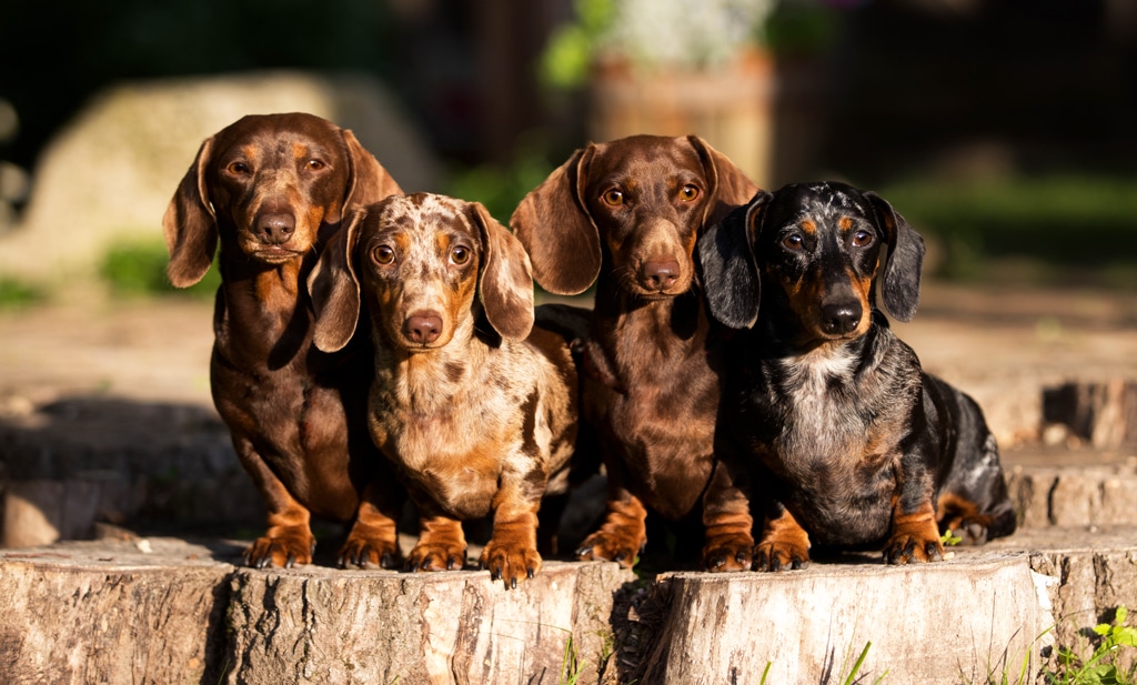 Group of dachshunds