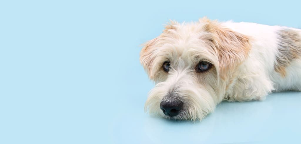 serious, or bored mixedbred dog lying down, Isolated on blue pastel background