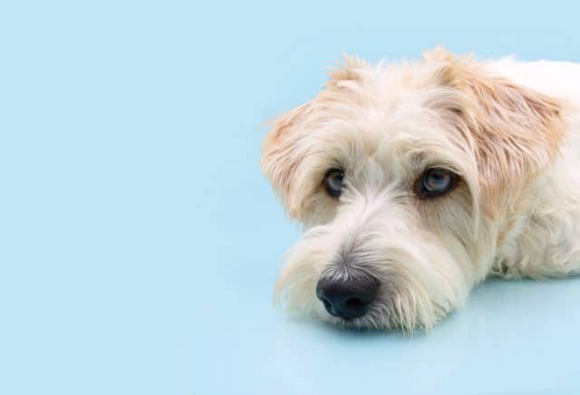serious, or bored mixedbred dog lying down, Isolated on blue pastel background