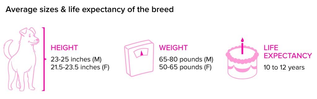 Boxer Breed Statistics