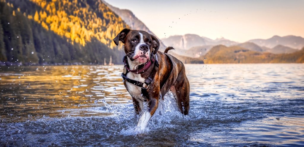 Boxer dog in a river