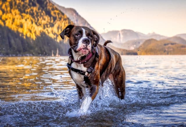 Boxer dog in a river