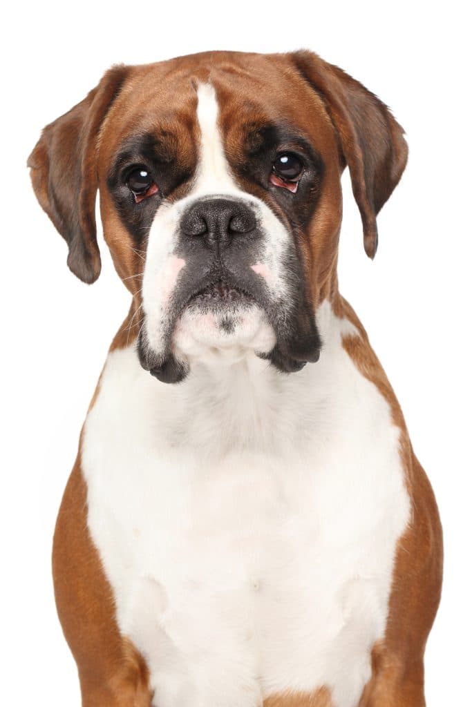 Boxer dog. Close-up portrait isolated on white background
