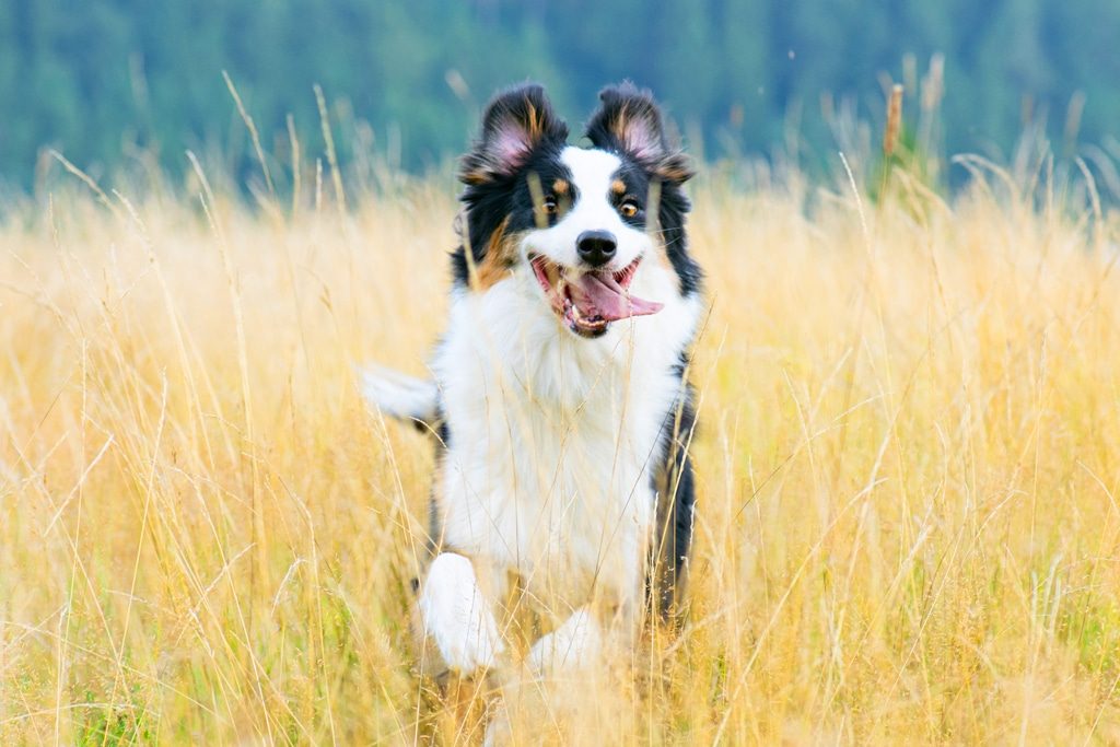 Australian Shepherd dog running through a field smiling